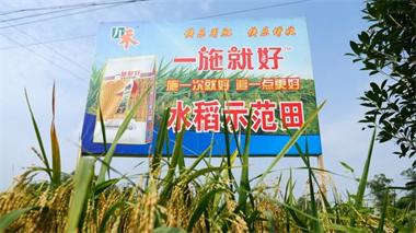 澳门十大老牌信誉平台排行榜九禾公司“一施就好”专用复合肥水稻试验示范喜获丰收